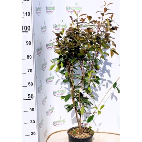 Korallberkenye Photinia × fraseri 'Red Robin' CLT. 5