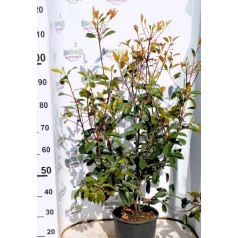 Photinia serrulata Red Robin Clt.7