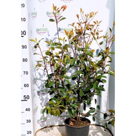 Photinia serrulata Red Robin Clt.7