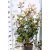 Photinia serrulata Red Robin Clt.7