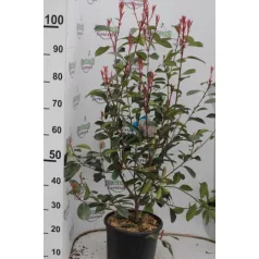   Korallberkenye Photinia × fraseri 'Red Robin' CLT. 10