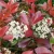Korallberkenye Photinia × fraseri 'Red Robin' CLT. 10