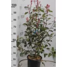 Korallberkenye Photinia × fraseri 'Red Robin' CLT. 10
