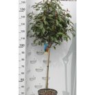Korallberkenye törzses Photinia x fraseri 'Red Robin'CLT. 18 HALF STANDARD