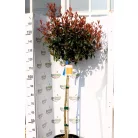 Korallberkenye törzses Photinia x fraseri 'Red Robin'CLT. 18 HALF STANDARD