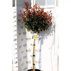   Korallberkenye törzses Photinia x fraseri 'Red Robin'CLT. 18 HALF STANDARD