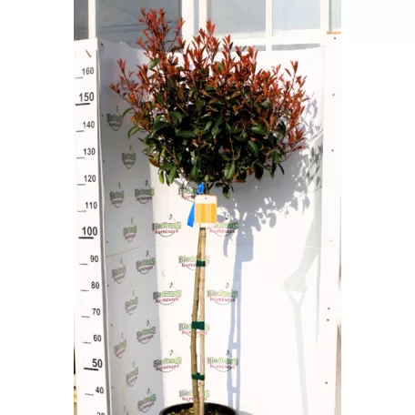 Korallberkenye törzses Photinia x fraseri 'Red Robin'CLT. 18 HALF STANDARD