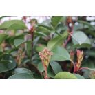 Korallberkenye törzses Photinia x fraseri 'Red Robin'CLT. 18 HALF STANDARD