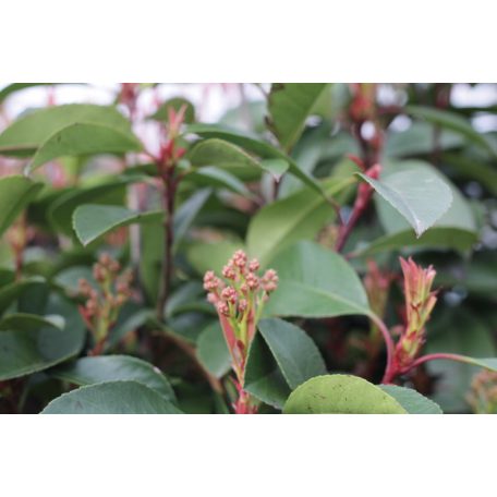 Korallberkenye törzses Photinia x fraseri 'Red Robin'CLT. 18 HALF STANDARD