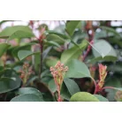 Korallberkenye törzses Photinia x fraseri 'Red Robin'CLT. 18 HALF STANDARD