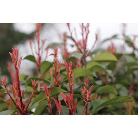 Korallberkenye törzses Photinia x fraseri 'Red Robin'CLT. 18 HALF STANDARD