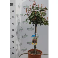   Korallberkenye fácska Photinia × fraseri 'Red Robin'LV 9 MINI STANDANDARD