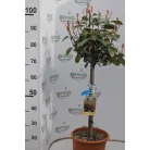 Korallberkenye fácska Photinia × fraseri 'Red Robin'LV 9 MINI STANDANDARD