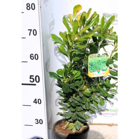 Kínai enyvesmag PITTOSPORUM TOBIRA CLT. 3 40/60