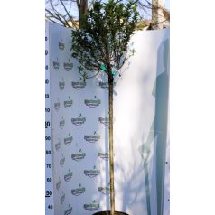   Gömb csepleszmeggy - Prunus fruticosa 'Globosa' syn. Prunus x eminens Umbraculifera CLT.18 HALF STAND