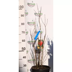 Gránátalma (termő) Punica granatum CLT. 10