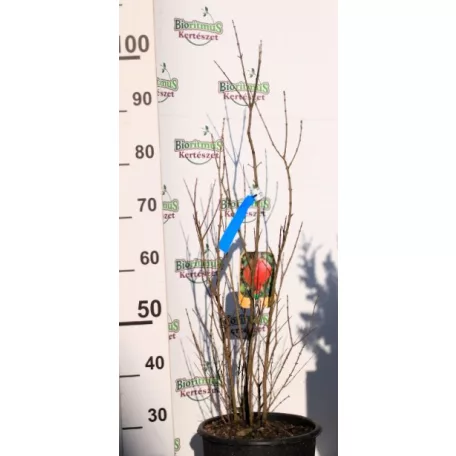 Gránátalma (termő) Punica granatum CLT. 10