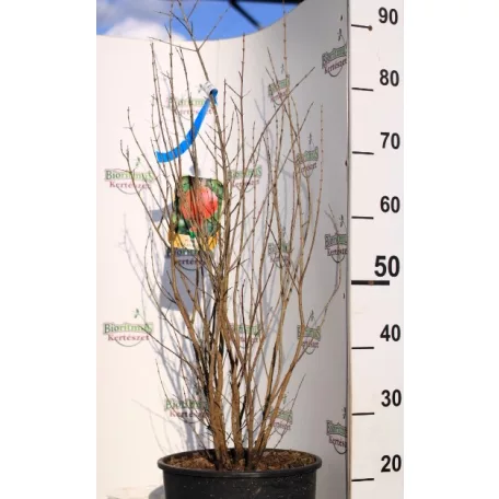 Punica granatum Fiore Sp CLT. 10