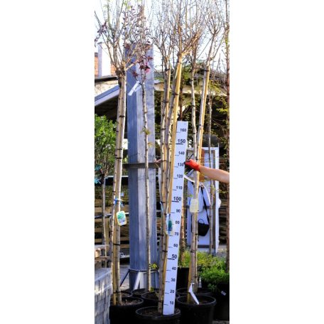 Gömbakác Robinia pseudoacacia 'Umbraculifera' (INER