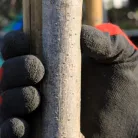 Gömbakác Robinia pseudoacacia 'Umbraculifera' (INER