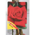 Futórózsa ROSAI IN VARIETA' CLT. 3 CLIMBING