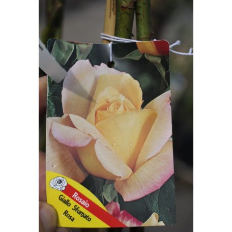 Futórózsa ROSAI IN VARIETA' CLT. 3 CLIMBING