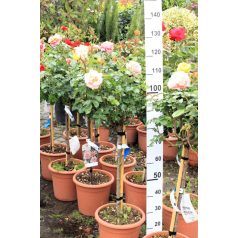   Magastörzsű rózsa erős tövek konténeres ROSAI IN VARIETA' CLT. 12 HALF STANDARD
