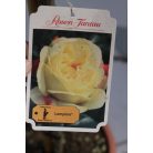 Magastörzsű rózsa erős tövek konténeres ROSAI IN VARIETA' CLT. 12 HALF STANDARD