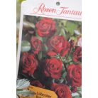 Magastörzsű rózsa erős tövek konténeres ROSAI IN VARIETA' CLT. 12 HALF STANDARD