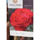 Magastörzsű rózsa erős tövek konténeres ROSAI IN VARIETA' CLT. 12 HALF STANDARD