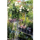 Ernyő formájú futó rózsa ROSAI IN VARIETA' CLT. 20 UMBRELLA