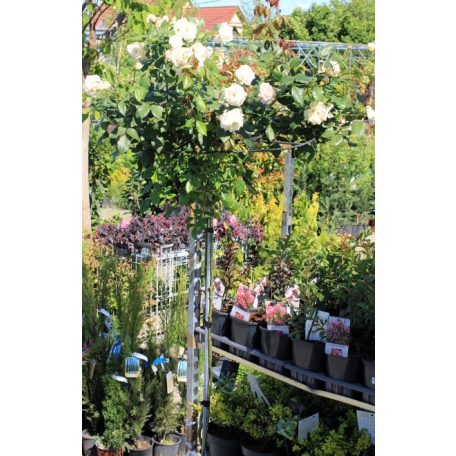 Ernyő formájú futó rózsa ROSAI IN VARIETA' CLT. 20 UMBRELLA