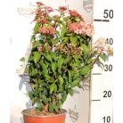 Örökzöld bangita / Téli bangita Viburnum tinus Eve Price CLT. 3