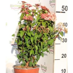   Örökzöld bangita / Téli bangita Viburnum tinus Eve Price CLT. 3