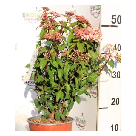 Örökzöld bangita / Téli bangita Viburnum tinus Eve Price CLT. 3