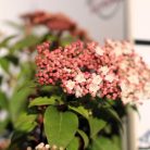 Örökzöld bangita / Téli bangita Viburnum tinus Eve Price CLT. 3