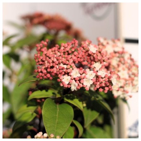 Örökzöld bangita / Téli bangita Viburnum tinus Eve Price CLT. 3