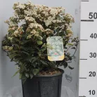 Örökzöld bangita / Téli bangita Viburnum tinus 'Eve Price' VIBURNUM TINUS EVE PRICE CLT. 10