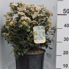   Örökzöld bangita Viburnum tinus 'Eve Price'  VIBURNUM TINUS EVE PRICE CLT. 10