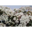 Örökzöld bangita / Téli bangita Viburnum tinus 'Eve Price' VIBURNUM TINUS EVE PRICE CLT. 10