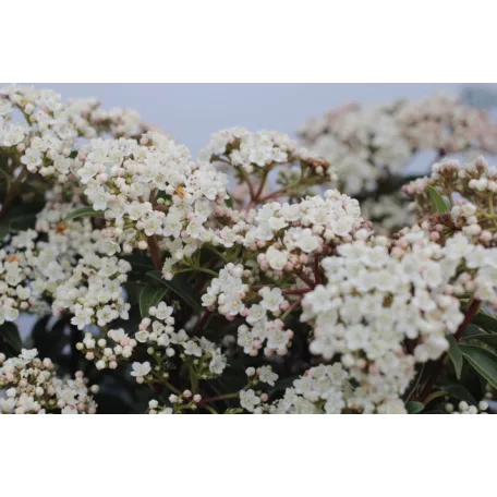 Örökzöld bangita / Téli bangita Viburnum tinus 'Eve Price' VIBURNUM TINUS EVE PRICE CLT. 10
