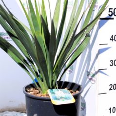 Pompás pálmaliliom (Pompás jukka) YUCCA GLORIOSA CLT. 10