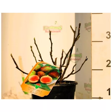 Füge Ficus válogatás carica CLT. 3