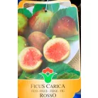 Füge Ficus válogatás carica CLT. 3