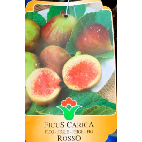 Füge Ficus válogatás carica CLT. 3
