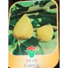 Füge Ficus válogatás carica CLT. 3