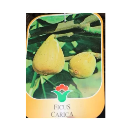 Füge Ficus válogatás carica CLT. 3
