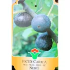 Füge Ficus válogatás carica CLT. 3
