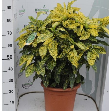 Tarka levelű japán babérsom Aucuba japonica Crotonifolia Gold LV 15