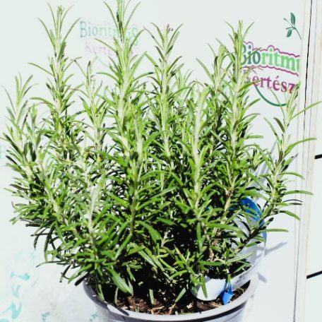 Roznaring ROSMARINUS OFFICINALIS CLT. 1,5